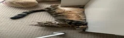 Bengal cats for sale:  **  Bengal and Tabby for free in Harrow - Advert 4