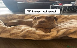 Dachshund dogs for sale: Dachshund puppies - Image 12
