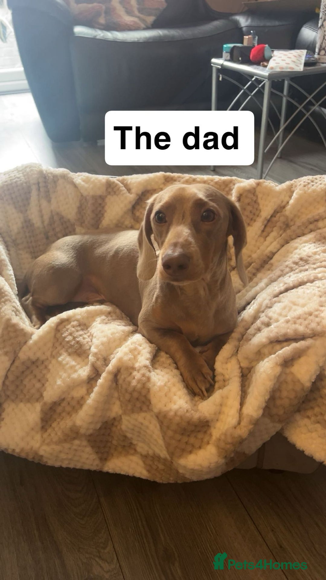 Dachshund dogs for sale: Dachshund puppies - Image 12