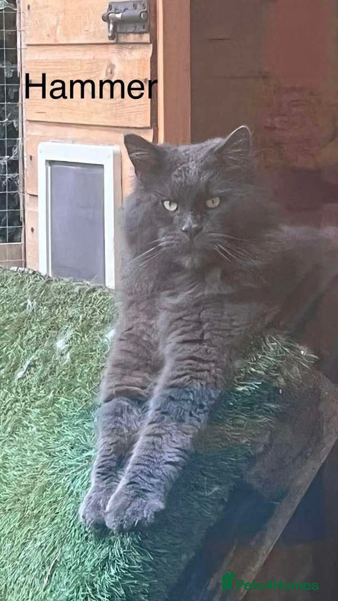 Maine Coon cats for sale: Tica registered Maine Coons - Advert 2