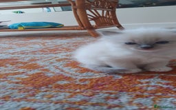 Ragdoll cats for sale: Blue mitted ragdoll kittens - Image 8