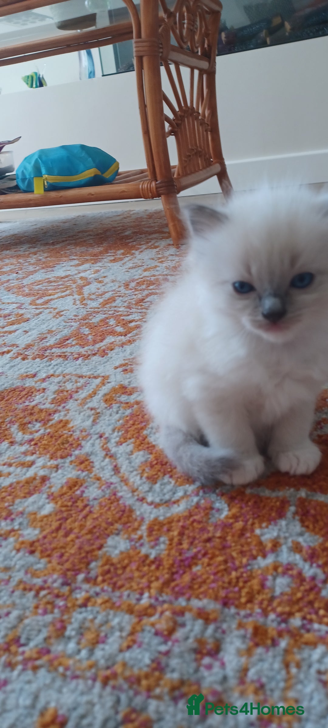 Ragdoll cats for sale: Blue mitted ragdoll kittens - Image 8