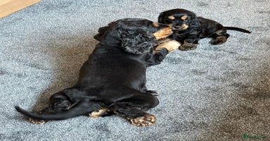 Cocker Spaniel dogs - Advert 2