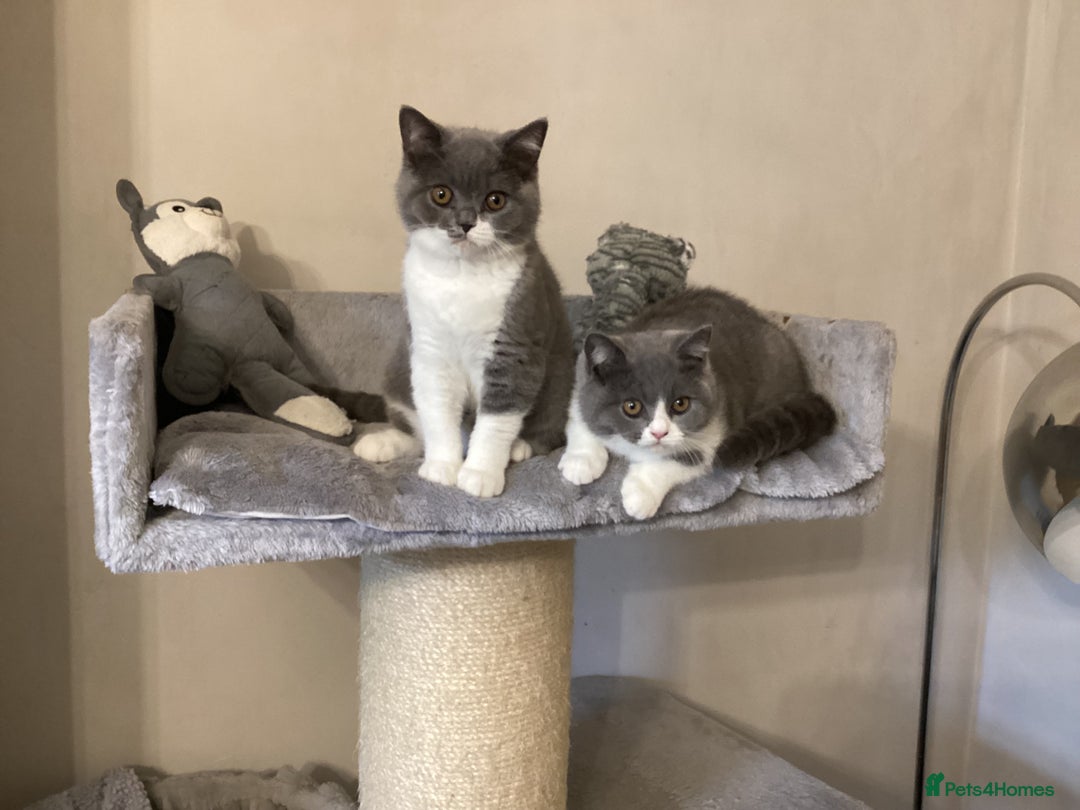 British Shorthair cats for sale: GCCF Bicolour Girls Ready NOW - Image 4