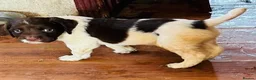 English Springer Spaniel dogs for sale: English Springer Spaniel Puppies For Sale - Advert 4