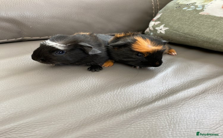 Guinea Pig rodents - Advert 15