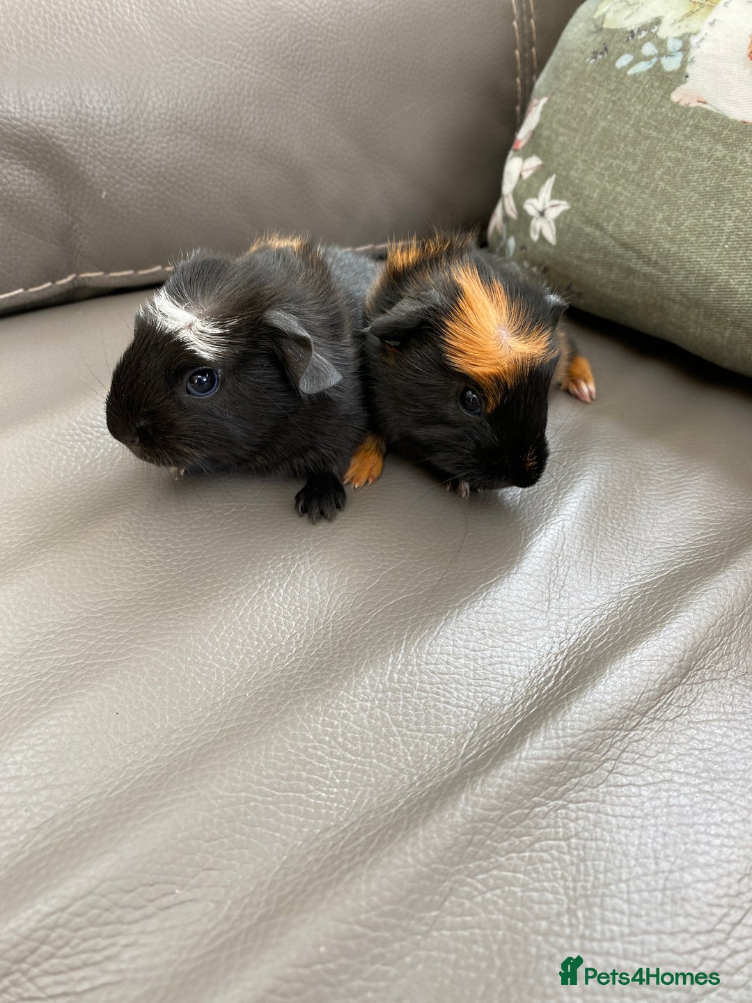 Guinea Pig rodents for sale: Two Crested Guinea Pigs - Image 1