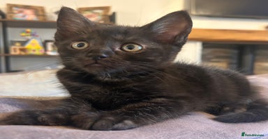 Maine Coon cats - Advert 9