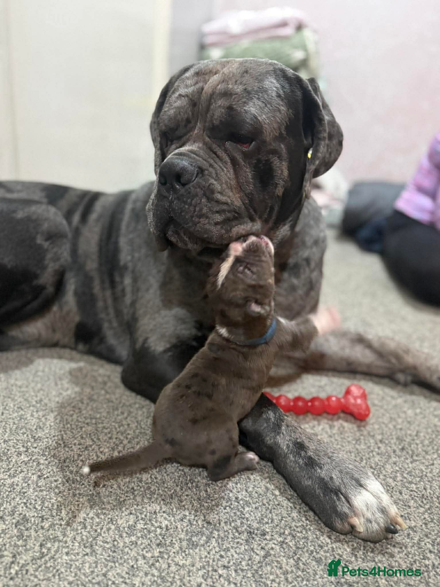 Cane Corso dogs Zeus  - Advert 1