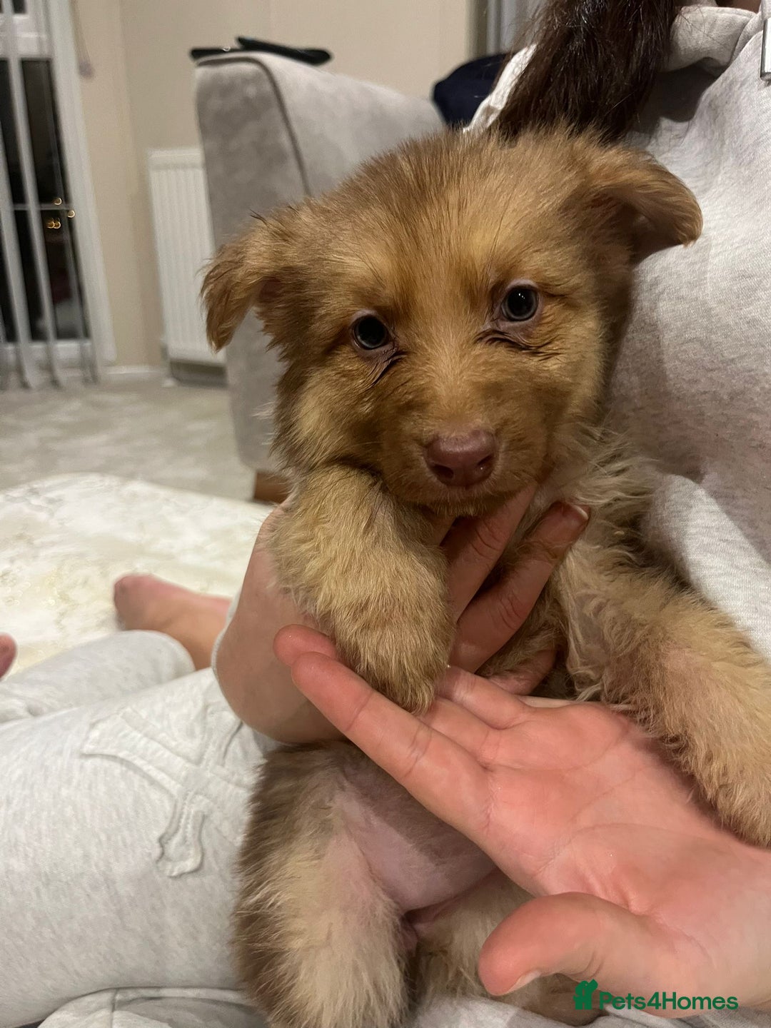 German Shepherd dogs for sale: Working KC GSD German shepherd puppies  - Advert 6