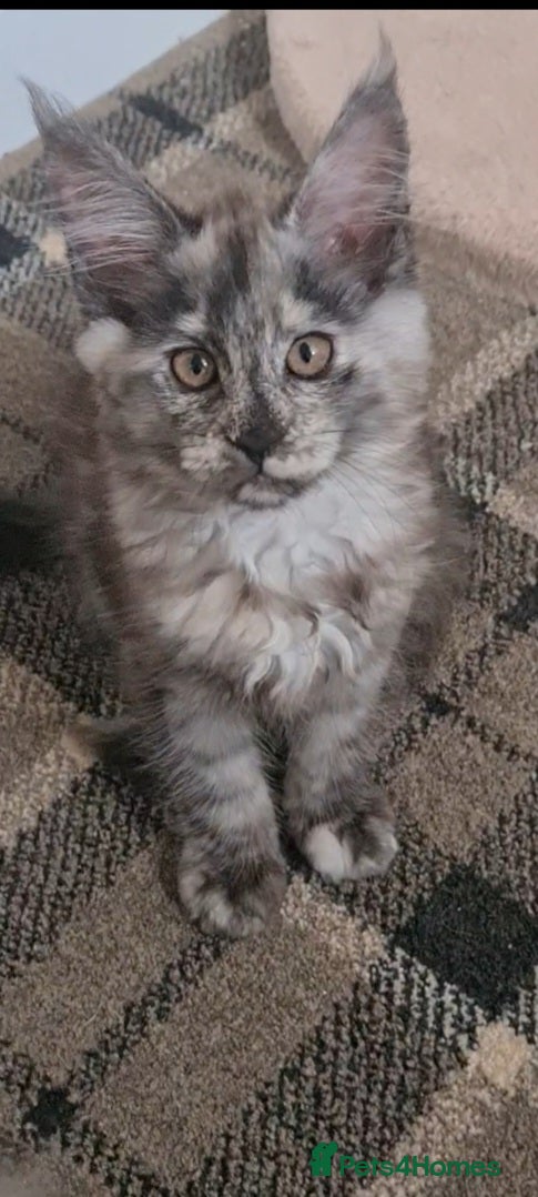 Maine Coon cats TICA Registered Maine Coon/ Polydactyl - Advert 1