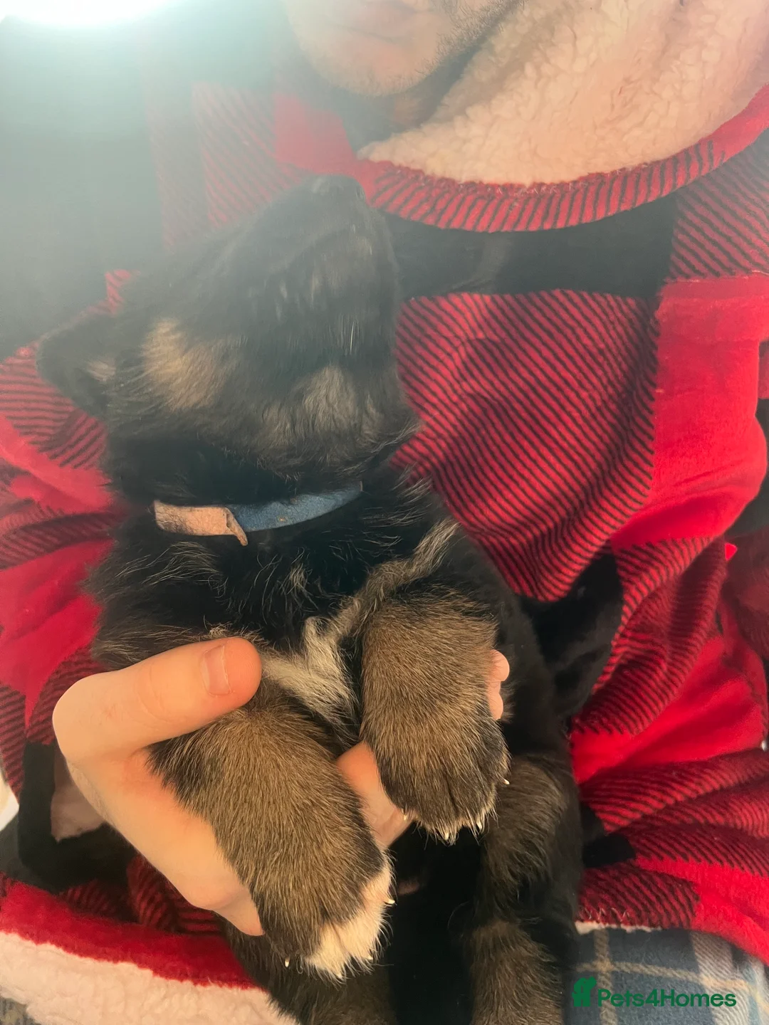 German Shepherd dogs for sale: The most stunning German Shepherd puppies - Advert 3