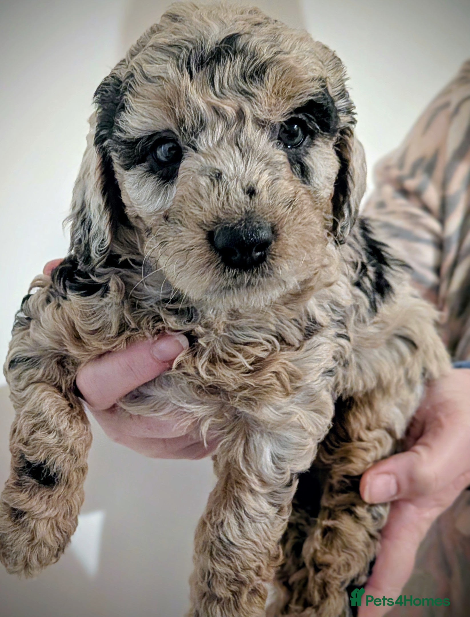 Cockapoo dogs 5 girls "Ready Today"Extensively health tested " - Advert 4