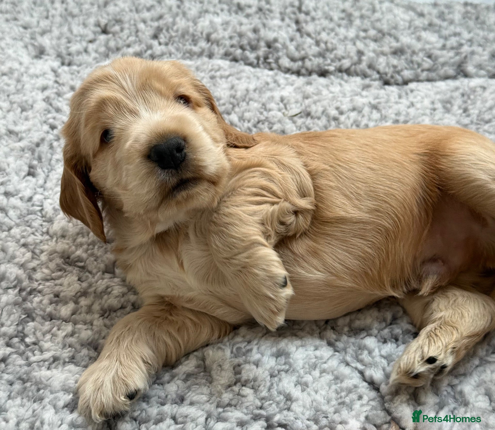 Cocker Spaniel dogs 🤍 KC Show Cocker Spaniels 🤍 - Advert 2