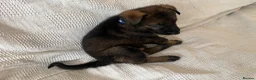 German Shepherd dogs for sale: GERMAN SHEPHERD PUPS WORKING LINE in Wigan - Advert 23