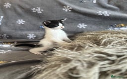 Mixed Breed cats for sale: Kittens  - Image 11