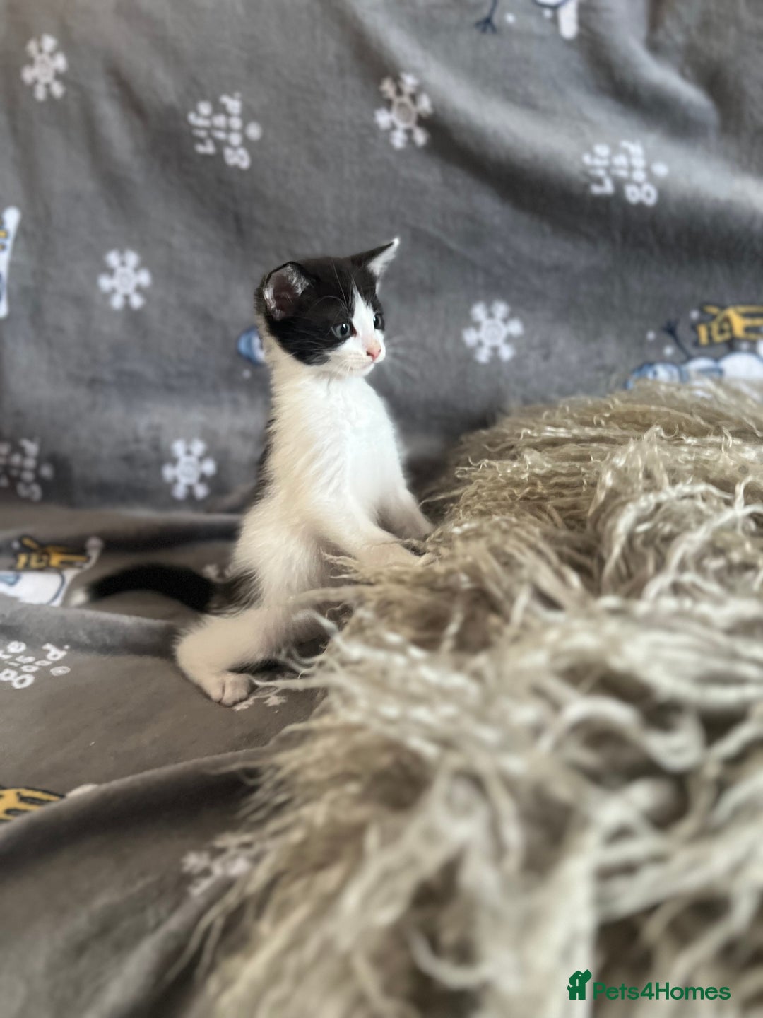 Mixed Breed cats for sale: Kittens  - Image 11