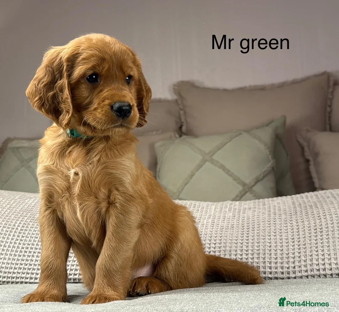 Goldendoodle dogs for sale: Healthy Gorgeous sweet natured puppies  - Advert 1