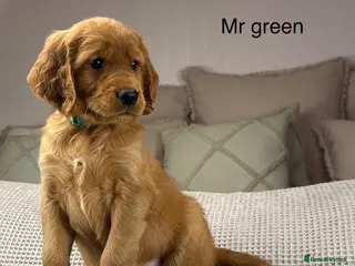 Goldendoodle dogs Healthy Gorgeous sweet natured puppies - Advert 4