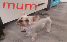 Yorkshire Terrier dogs for sale: Puppies for sale  - Image 8