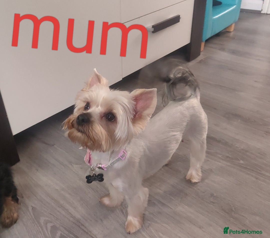 Yorkshire Terrier dogs for sale: Puppies for sale  - Image 8