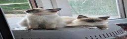 Ragdoll cats for sale: GCCF Reg. Ragdoll kittens. Ready now! - Advert 4