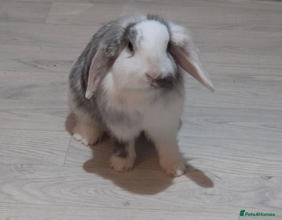 Mixed Breed rabbits for sale: Female lionhead/lop bunnys in Hengoed - Advert 1
