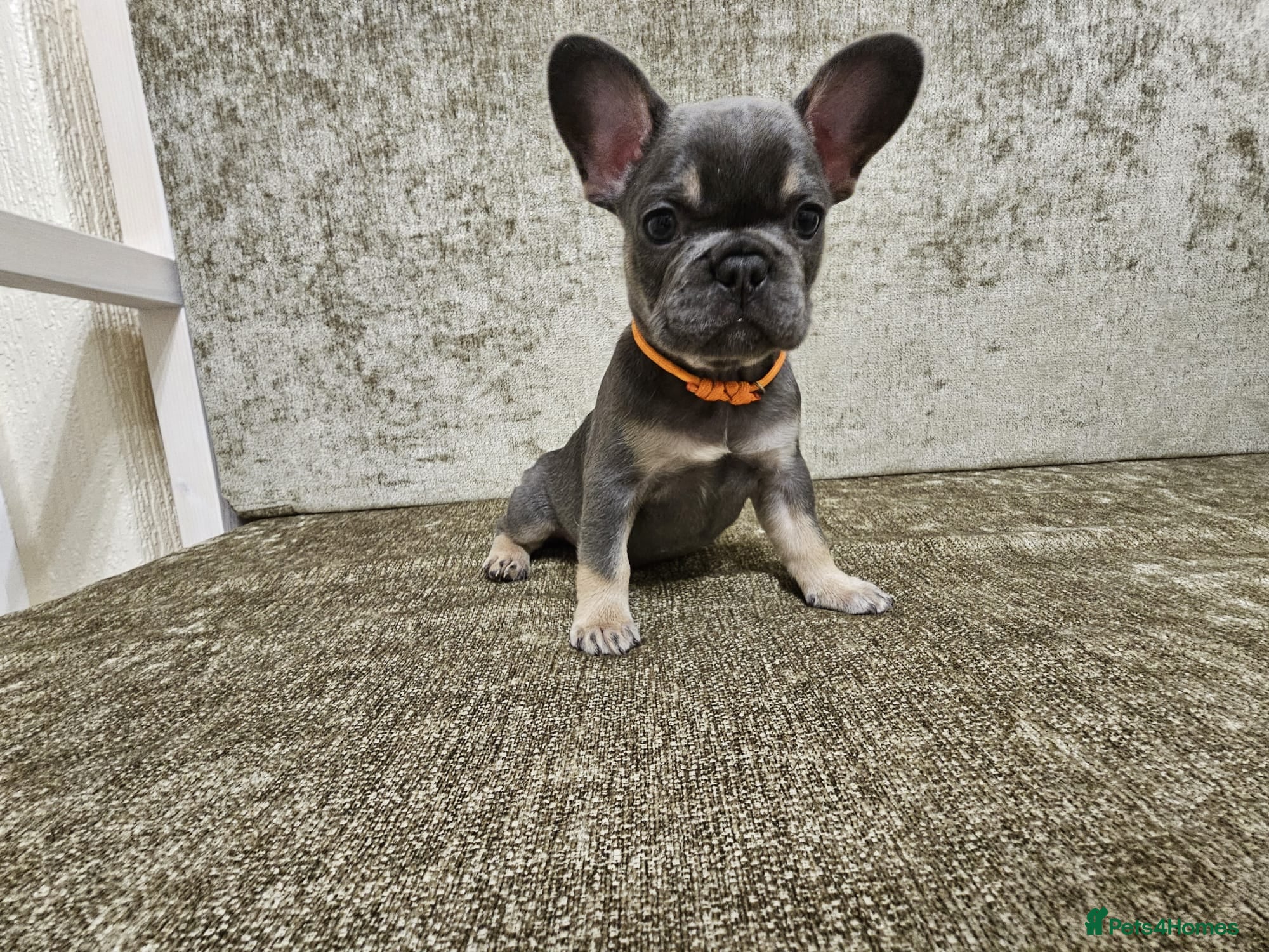 French Bulldog dogs DISCOUNT AVAILABLE FOR SERIOUSLY INTERESTED BUYERS - Advert 4