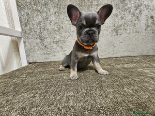 French Bulldog dogs DISCOUNT AVAILABLE FOR SERIOUSLY INTERESTED BUYERS - Advert 12