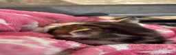 Mixed Breed cats for sale: Cats  in Wolverhampton - Advert 3