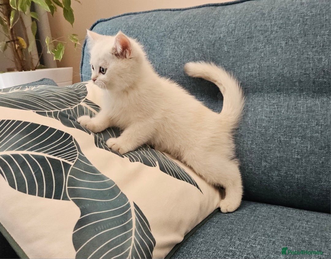 Scottish Fold cats for sale: Excellent Scottish straight kittens  - Image 10