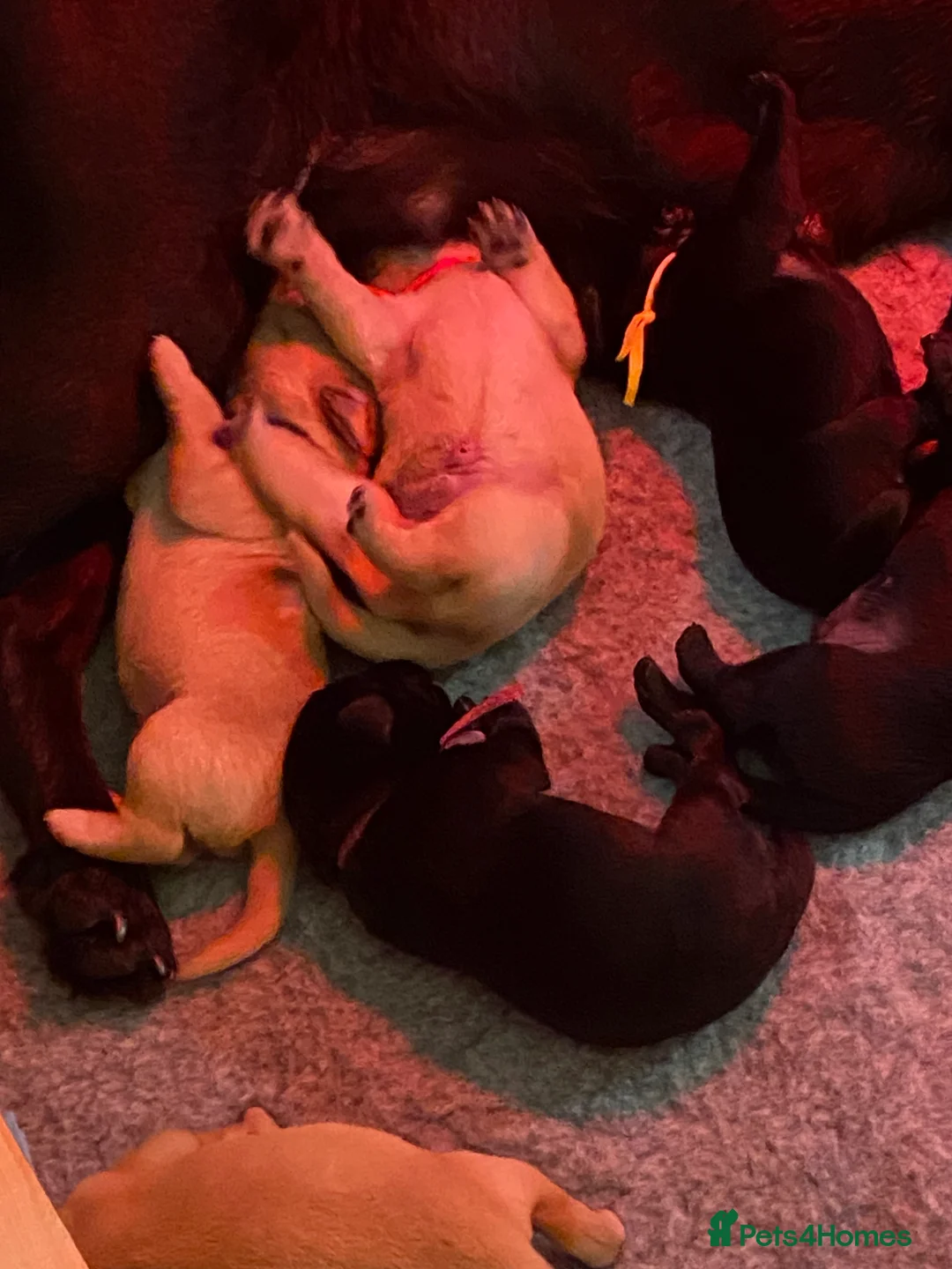 Labrador Retriever dogs for sale: Fully Health Tested KC Registered Labrador Puppy - Advert 9