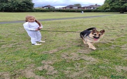 German Shepherd dogs for sale: Jack  - Image 3