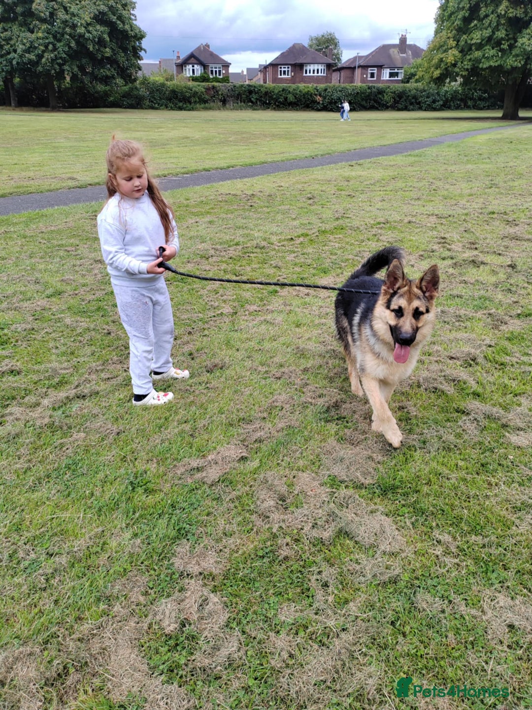 German Shepherd dogs for sale: Jack  - Image 3