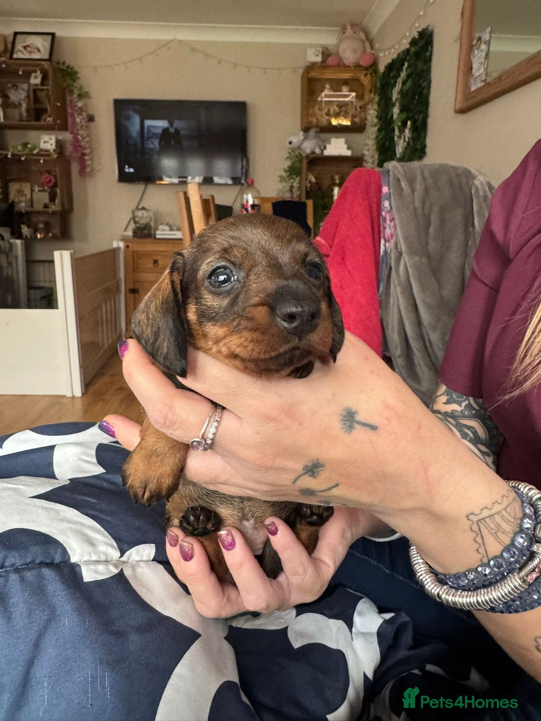 Miniature Dachshund dogs for sale: Long Awaited Wire Haired Miniature Dachshunds - Image 4