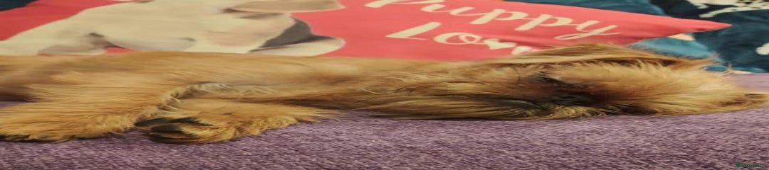Griffon Bruxellois Puppy 3