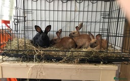 English Spot rabbits for sale: English Rabbits for sale  - Image 1