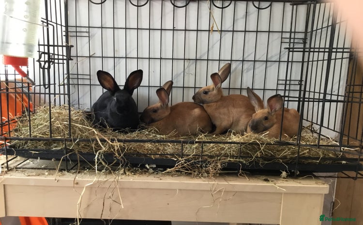 English Spot rabbits - Advert 1