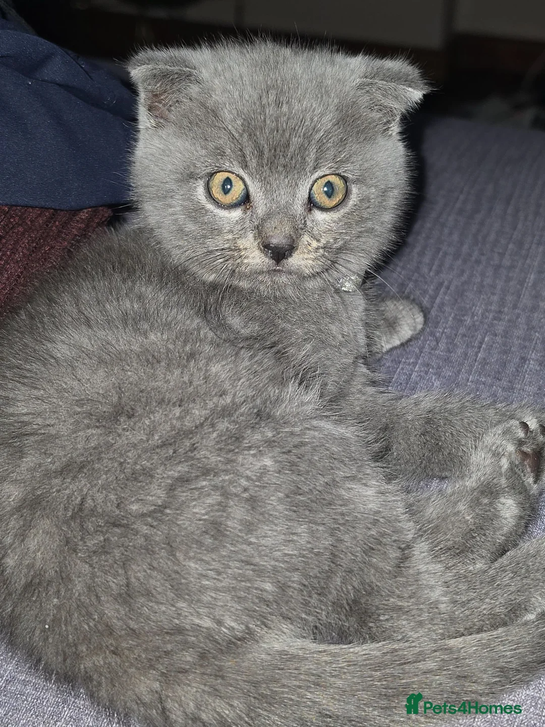 Mixed Breed cats for sale: Kittens - Advert 4