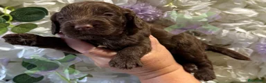 Cockapoo 5