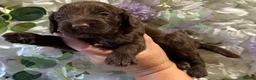 Cockapoo dogs for sale: F1 mini Cockapoos 30 dna health tested various  - Advert 3