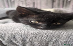 Bombay cats for sale: Female Bombay kitten comes with everything!  - Image 3