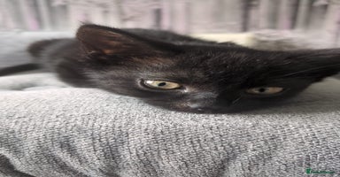 Bombay cats - Advert 10