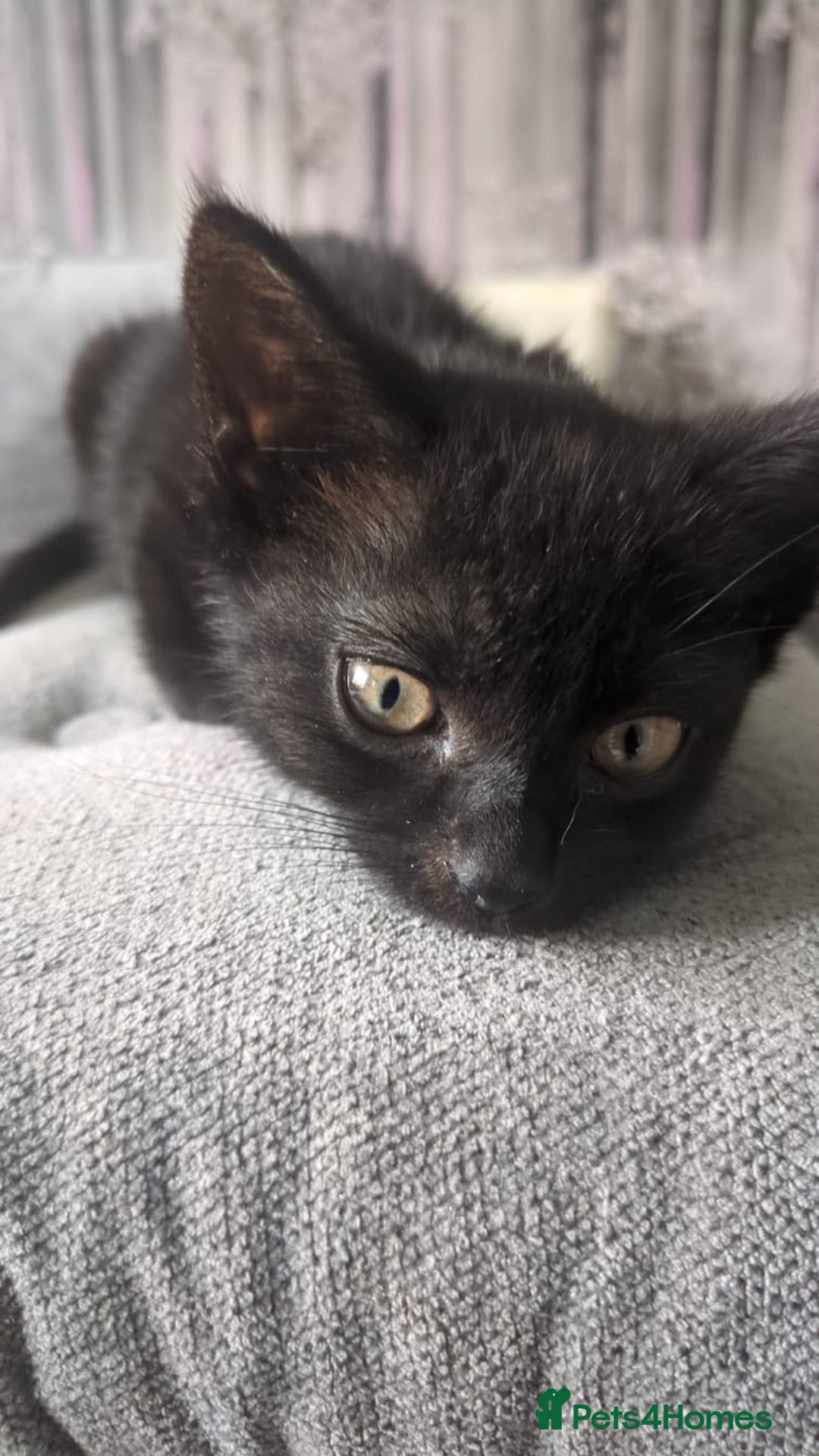 Bombay cats for sale: Female Bombay kitten comes with everything!  - Image 3