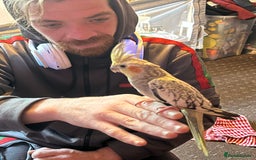 Cockatiels birds for sale: Cockatiels for sale hand tame - Image 17