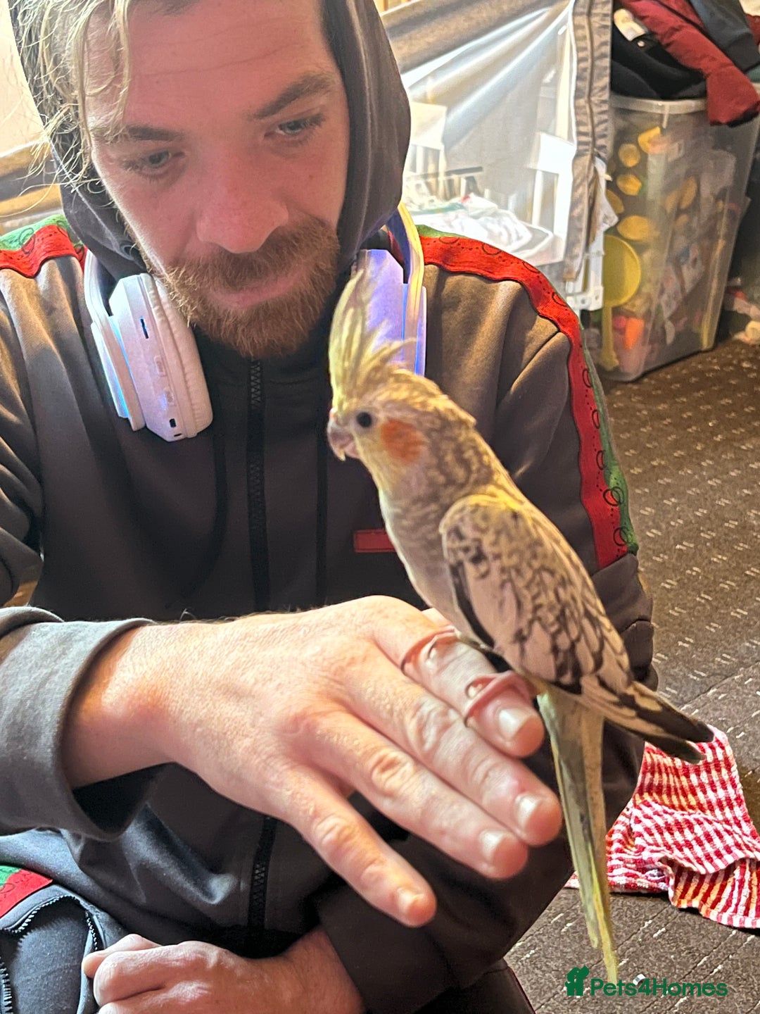 Cockatiels birds for sale: Cockatiels for sale hand tame - Image 17