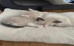 Ragdoll cats for sale: 6 Adorable Ragdoll kittens  - Image 11