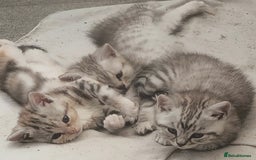British Shorthair cats for sale: Adorable British Shorthair Kittens–Ready for Home! - Image 13