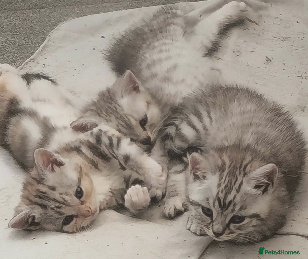British Shorthair cats for sale: Adorable British Shorthair Kittens–Ready for Home! - Image 13