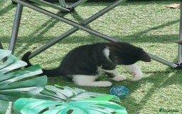 British Shorthair cats for sale: Cute cat - Image 3